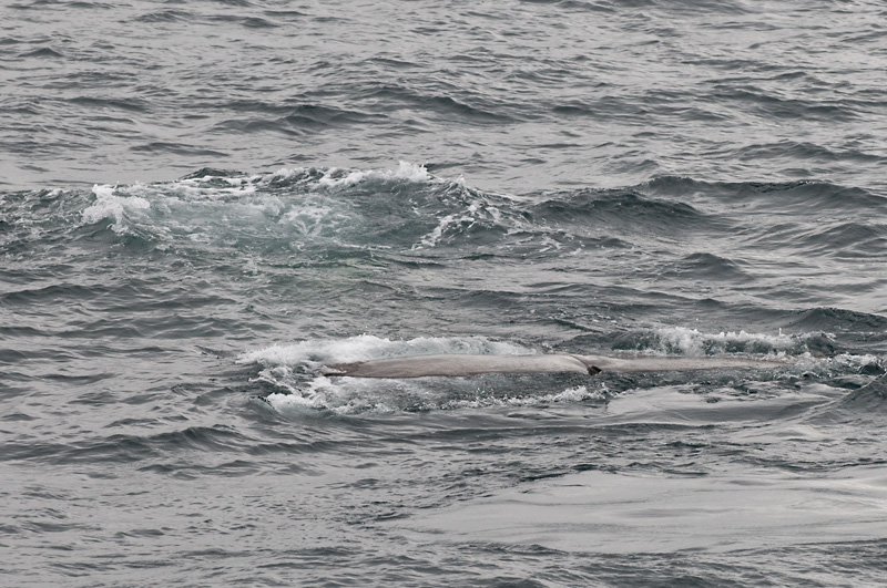55 Kaskelotti 28.jpg - Kaskelotti nousee pintaan hengittamaan noin 10-15 minuutiksi